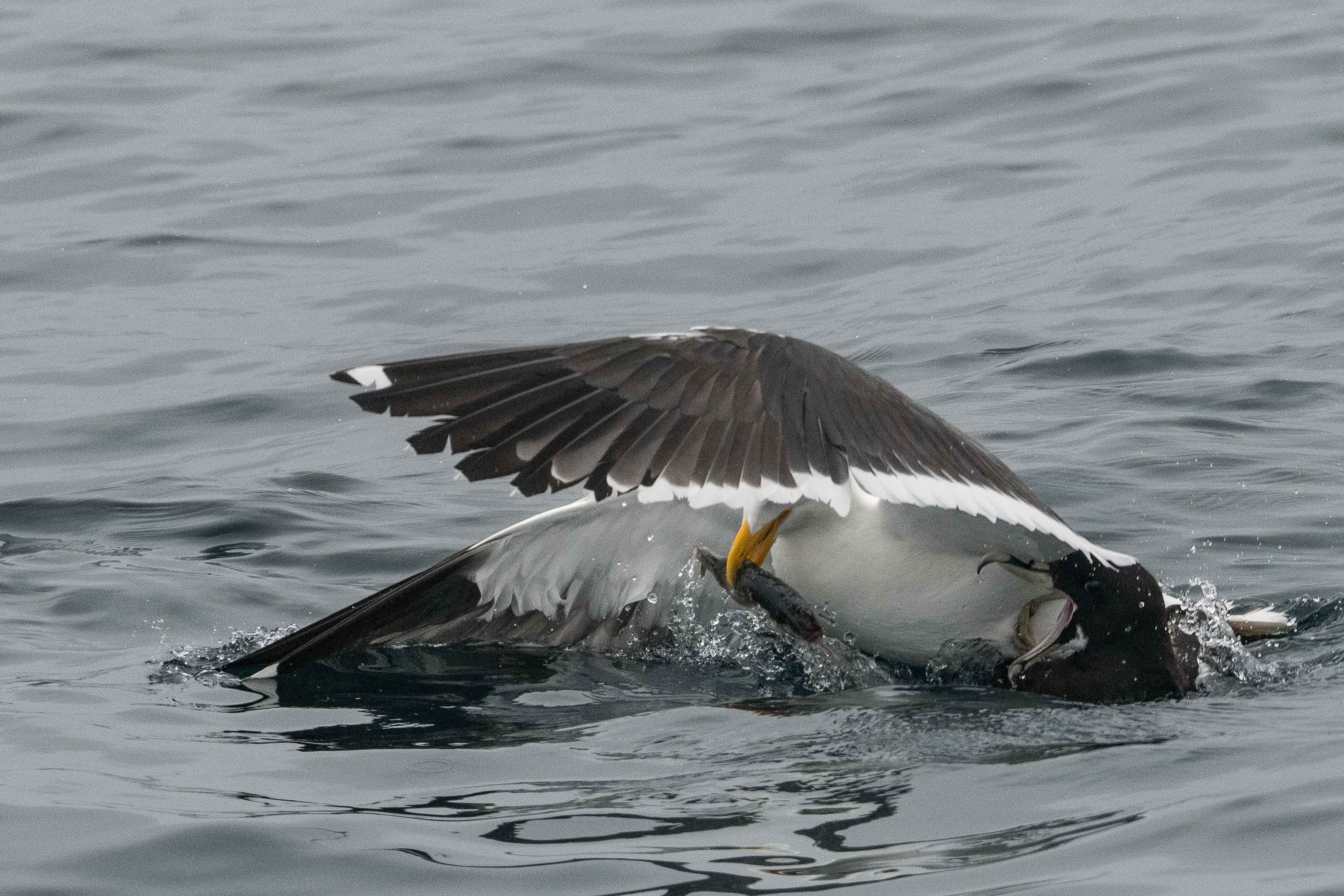 Puffin à menton blanc adulte (White-chinned petrel, Procellaria equinoctialis), parasité par un Goéland dominicain (Kelp gull, Larus dominicanus) qui lui vole son poisson, Walvis bay, Namibie.